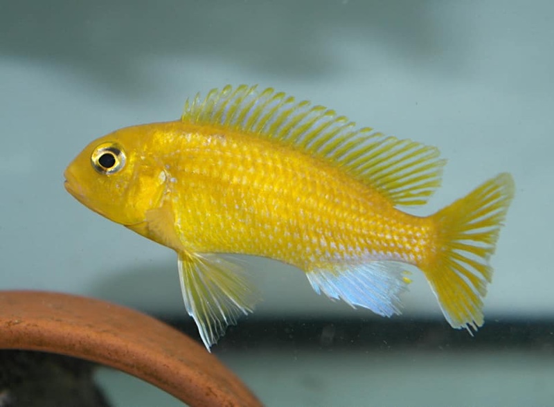 Maylandia barlowi 'Mazinzi Reef'